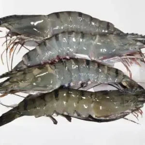FROZEN BLACK TIGER PRAWN 16/20 H/O