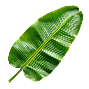 banana-leaf-on-transparent-background-png