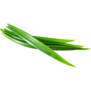 pandan-leaves-freshleaf-dubai-uae-img02